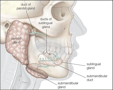 Salivary Glands Cancer
