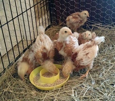 3 week old chicks | BackYard Chickens - Learn How to Raise Chickens