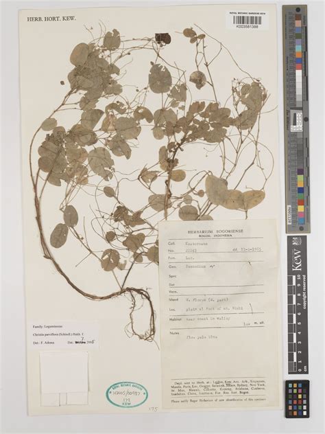 Christia parviflora (Schindl.) Bakh.f. | Plants of the World Online ...