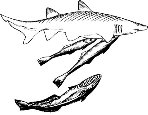 Drawing Shark Black And White - Remora Fish And Shark Drawing Clipart ...