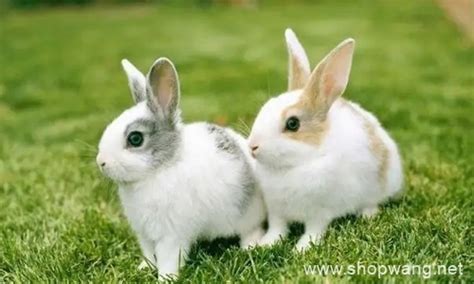属兔的几月出生最好命，属兔几月出生是一等命