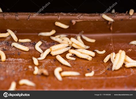 What Is Maggots In Trash Can at Alex Ansell blog