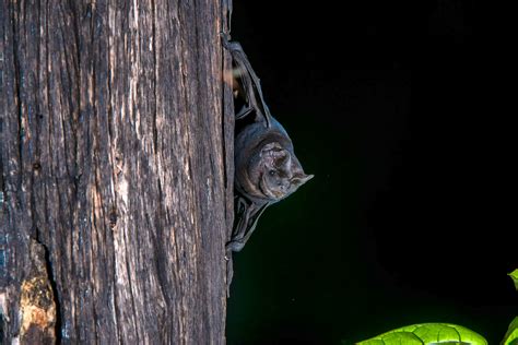 Top 10 Amazing Barbados Animals | Barbados Wildlife | Inspiring Travel