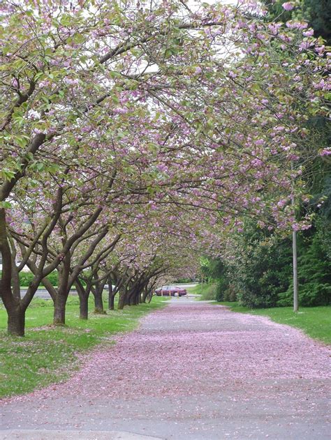 Sakura: Cherry Blossoms in Seattle