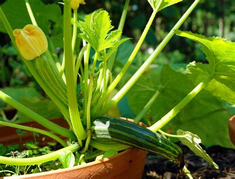 Best Variety Of Zucchini To Grow at Barbara Keeter blog