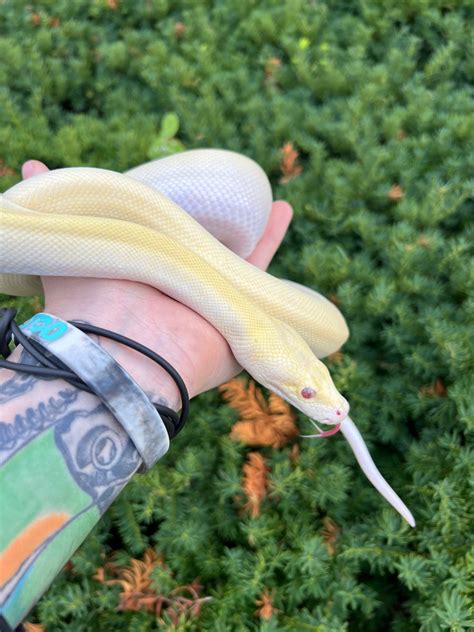 Ivory Burmese Python 的图像结果