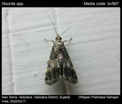 Noorda spp. Walker, 1859 - | Moths