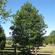 Image result for Sweetbay Magnolia Tree