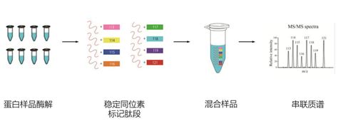 小白必看2 | 常见蛋白质组学技术流程汇编 - 技术前沿 - 资讯 - 生物在线