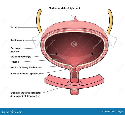 Urogenital Diagram