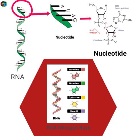 RNA Full Form 的图像结果