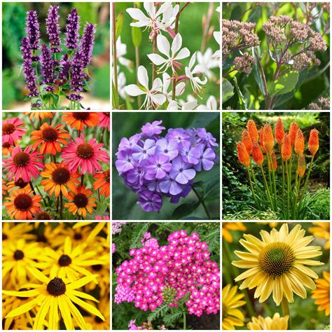 Late Flowering Perennials Collection | Interest For Late Summer - Roots ...