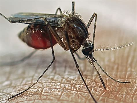 El virus del zika en el embarazo | BabyCenter
