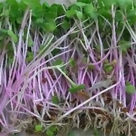 Image result for Radished Sprouting