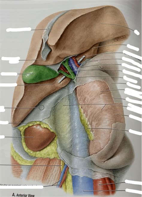 Image result for Hepatic Function