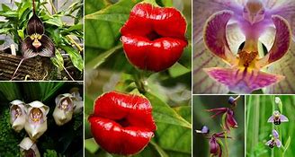 Image result for Flowers That Look Like People and Animals