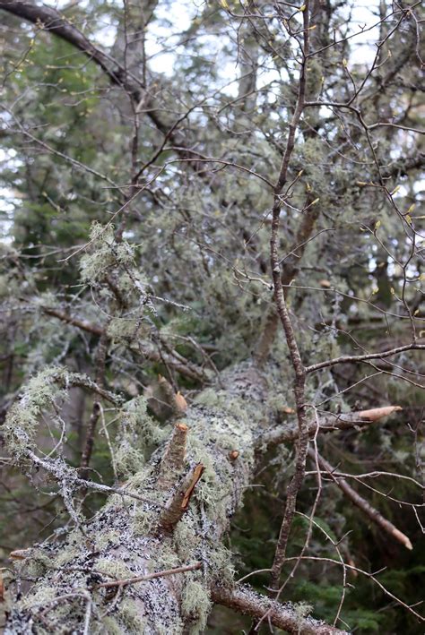 Foraging usnea lichen edible medicinal – Artofit