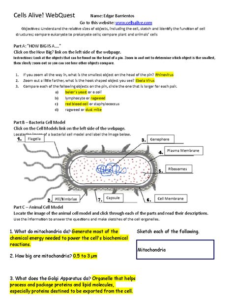 Cells Alive Worksheet Answer Key Pdf
