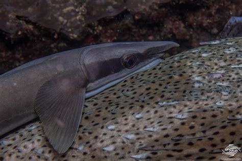 Remoras Fishing Interesting Photographs | Seaunseen