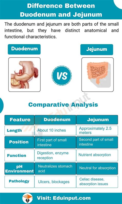 Image result for Duodenum vs Jejunum