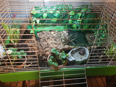 Image result for Box Turtle Homes