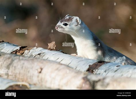 Image result for JavaScript Symbol Text