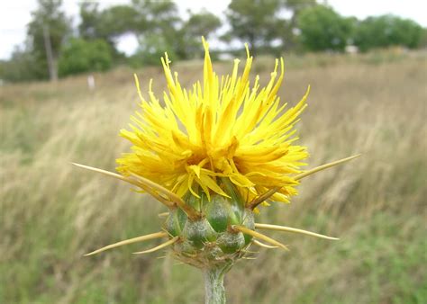 Yellow Star Thistle | Summit County, UT - Official Website