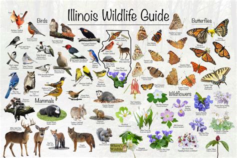 Illinois wildlife guide state birds mammals butterflies dragonflies ...