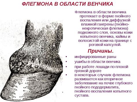 Болезни конечностей у коров: болезни ног, их лечение, симптомы