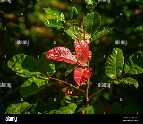 Close up of Poison Oak (Toxicodendron pubescens) in Pfeiffer Big Sur State Park in Big Sur, CA ...