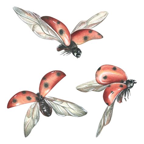 Ladybug Flying