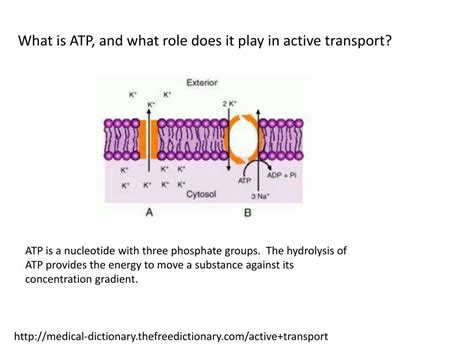 Image result for Electroconcentration Gradient