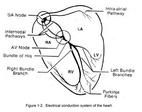 Figure 1-2. Electrical conduction system of the heart | Cardiac Rhythm ...