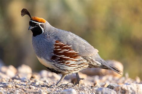 Gambel's Quail | Tucson, Arizona. | Photos by Ron Niebrugge