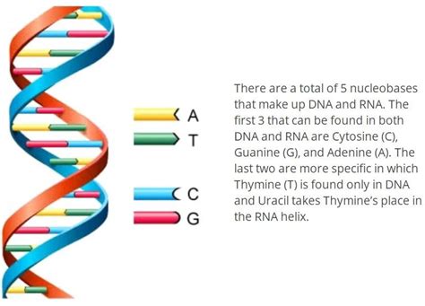 Image result for Gene Decoding