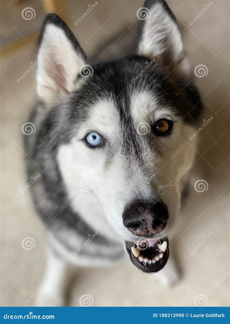 Brown Siberian Husky Blue Eyes