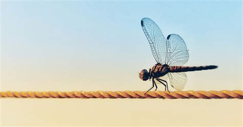 8 Plants That Attract Dragonflies - They Eat Mosquitoes! - The Garden ...