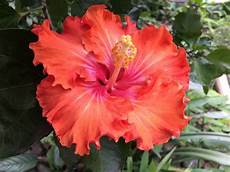 nomi di fiori esotici fiori esotici la top 5 dei pi 249 belli di fiori e nomi di fiori esotici fiori esotici la top 5 dei pi 249 belli di fiori e