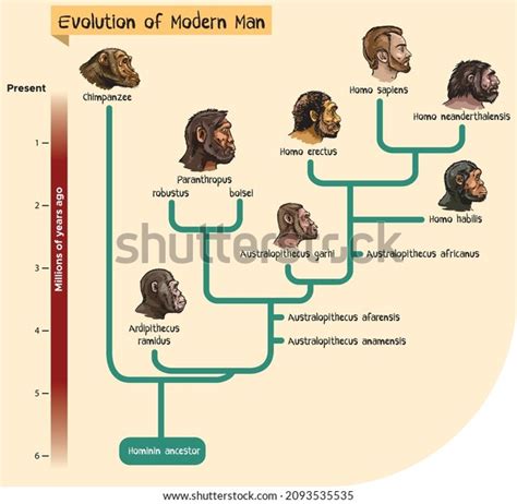 Image result for Simple Cladogram