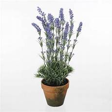 lavanda in vaso cure lavanda potatura speciali consigli per potare la lavanda lavanda in vaso cure lavanda potatura speciali consigli per potare la lavanda