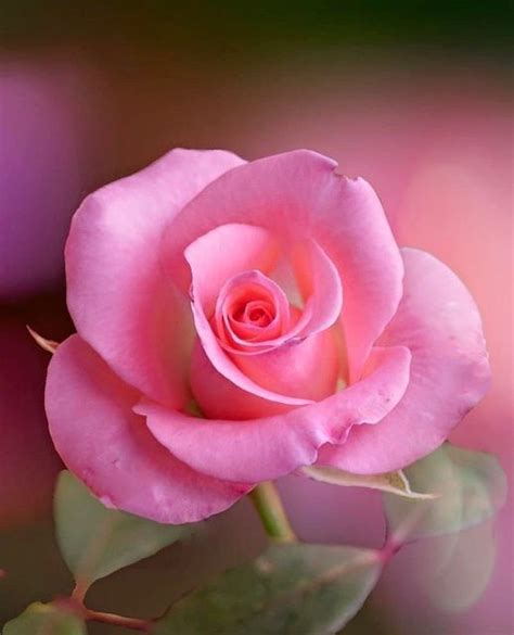 Image result for Flower Coding Steps Pattern in Scratch