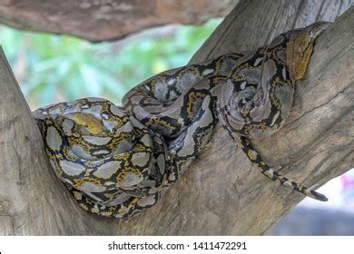 Image result for Burmese Python Head
