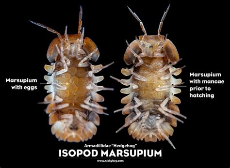 Pillbugs & Sowbugs: Isopoda Checklist - Macro Photography by Nicky Bay ...