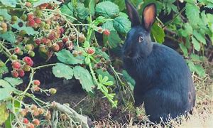Image result for AMARA-CAN Fuzzy Rabbit