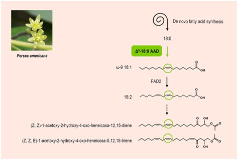 Acyl–Acyl Carrier Protein Desaturases and Plant Biotic Interactions