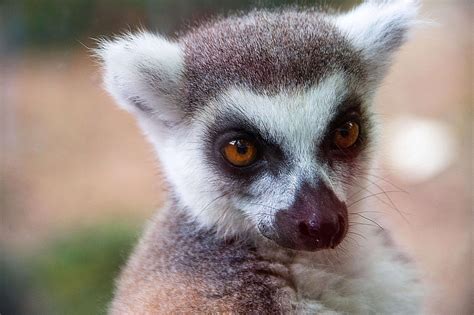 Java Animals 的图像结果