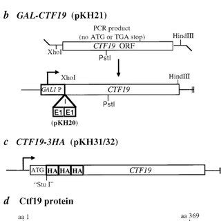 CTF19 genomic clone, overexpression construct, epitope tag fusion ...