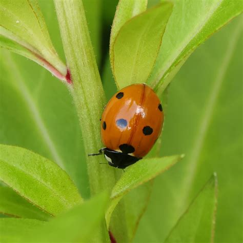 How to care for the gooseneck loosestrife (Lysimachia clethroides)