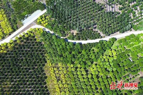 分宜镇收村村民委员会付家组20亩林地流转 - 分宜县农村产权交易中心