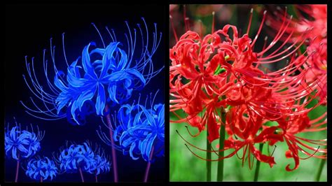 Is Demon Slayer based on a true story? 8 facts about the show most ...